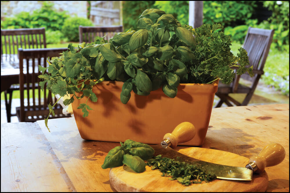 Everyday Italian Terracotta Garden Pots